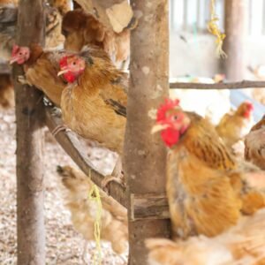 Démarrer une ferme de poulets de chair rentable