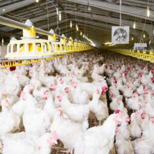 Aviculture Moderne : Réussir Votre Élevage de Poulets