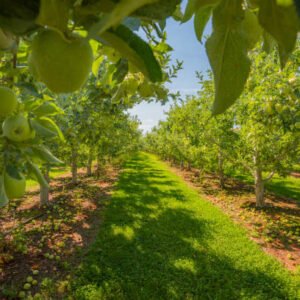 Créer un Verger Productif avec l'Arboriculture Fruitière