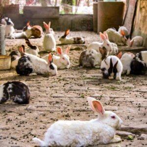 L'Élevage des Lapins : Une Activité Rentable