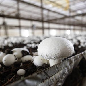 Lancer votre myciculture à petit budget