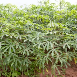 Maîtrisez la culture du manioc